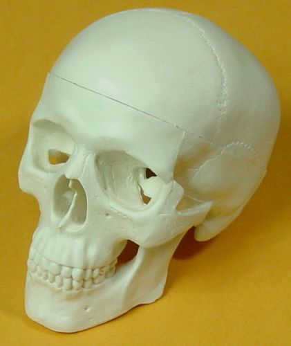 Miniature Small Mini Anatomical Human Skull Model 3 parts High Quality New