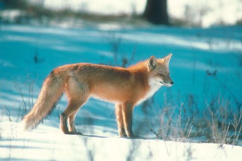 COREL STOCK PHOTO CD - Foxes &amp; Coyotes Series 109000