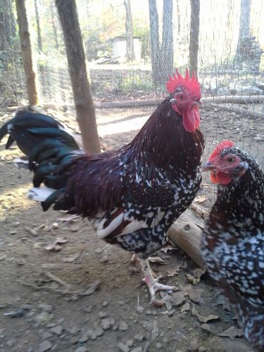 6+  Pure Bred Speckled Sussex Chicken Hatching Eggs NPIP