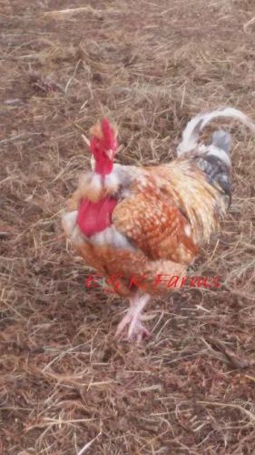 24+ Turkin (Transylvanian Naked Neck)Chicken Hatching Eggs *NPIP*