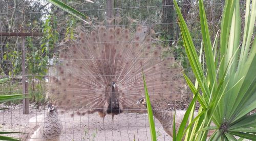 2 CAMEO SPAULDING PEACOCK PEAFOWL HATCHING EGGS- MALE IS WHITE EYED- pre sale
