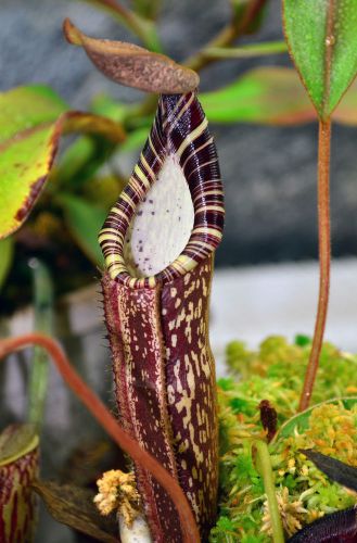 Fresh rare nepenthes spectabilis giant (15+ seeds) hot item, carnivorous,wow!!!! for sale