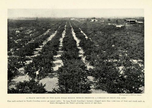 1926 print sand hills north carolina peach orchard farming crops ngm1 for sale