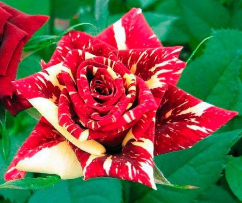 Fresh Rare METEOR SHOWER ROSE (10 Seeds) Beautiful Striped Roses..WOW!!!!!!