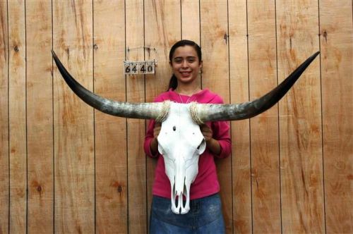 Steer skull long horns 3&#039; 10&#034; cow bull skulls horn h6440 for sale