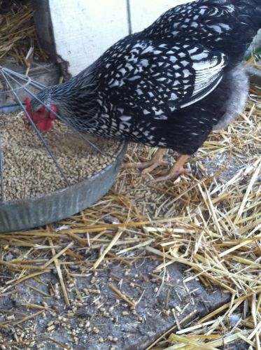 6 Pure Silver Laced Wyandotte Hatching eggs