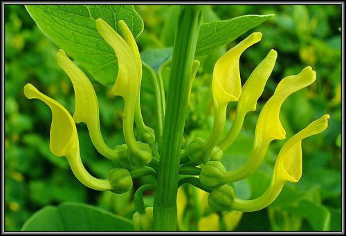 Fresh Premium Aristolochia &#034;clematitis&#034; (Dutchman&#039;s Pipe)-(10 Seeds) WOW!, L@@K!