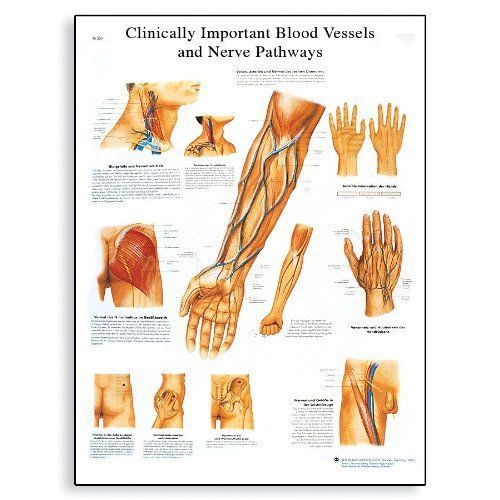 3b scientific vr1359l blood vessels and nerve pathways anatomical chart on gloss for sale