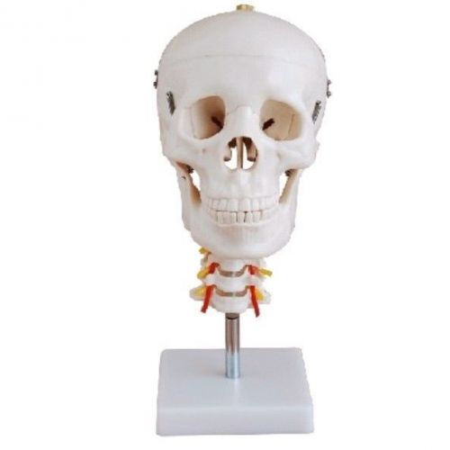 Professional Life Size Skull Head &amp; Cervical Spine Joint Anatomy Medical Model