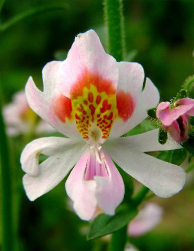 Fresh Premium Schizanthus wisetonensis &#034;Angel Wings&#034; (20 Seeds) Orchid, L@@K!!!!