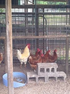 Red Sexlink / Golden Comet  Hatching Chicken Eggs 1 dozen