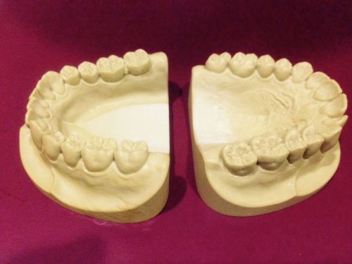 Dental Anatomy Stady ( Presentation ) Model