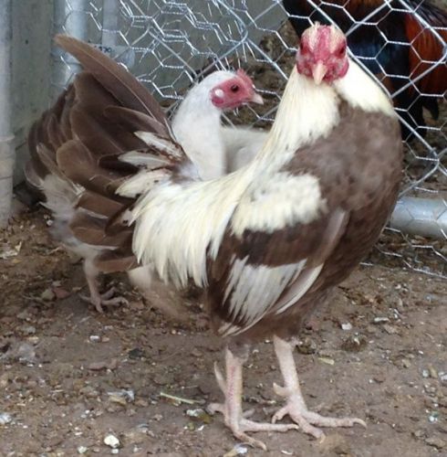 5+ OLD ENGLISH DUCKWING BANTAM - Fertile Chicken Hatching Eggs - SHOW QUALITY