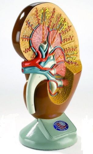 Deluxe left kidney human anatomical model for sale