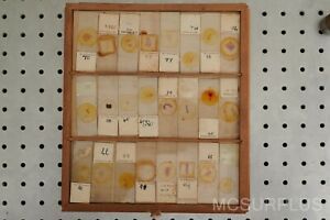 Vintage Histology Microscope Slides (University of Melbourne) Lot #7