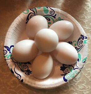 6 Fresh Organic, Cage Free, Free Range Duck Eggs