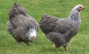 6 Rare Show Quality Silver Penciled Plymouth Rock Hatching Eggs