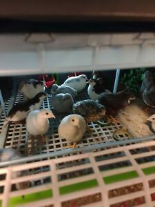 Button Quail Hatching Eggs 12 plus ++