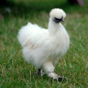 24hr sale 10+ pure White Silkie Hatching Eggs Fertile Fast Shipping