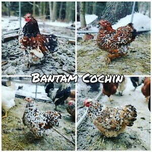 12+ Bantam Cochin Hatching Eggs - Mille Fleur - NPIP