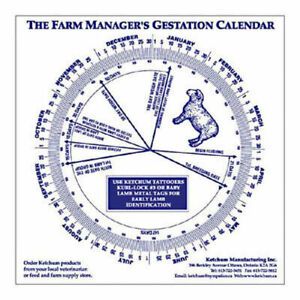 Sheep Gestation Calendar Calculate Birth Breeding