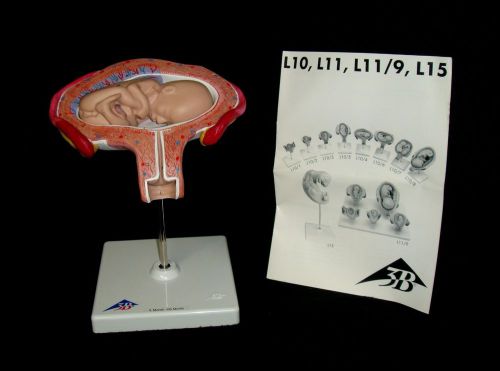 3B Scientific L10/4 - 4th Month Fetus Anatomical Model - Transverse Lie
