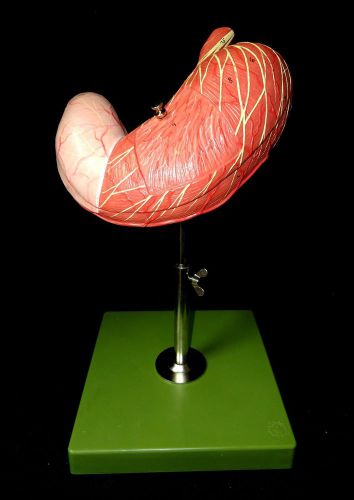 Somso js4 stomach anatomical teaching model on green base (2 parts) js 4 for sale