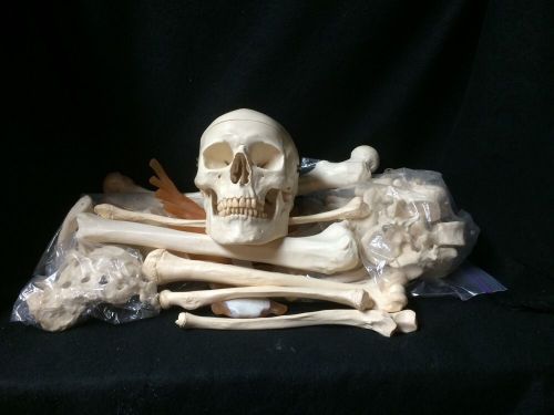 3b scientific - a04/1 disarticulated half human skeleton anatomical model for sale