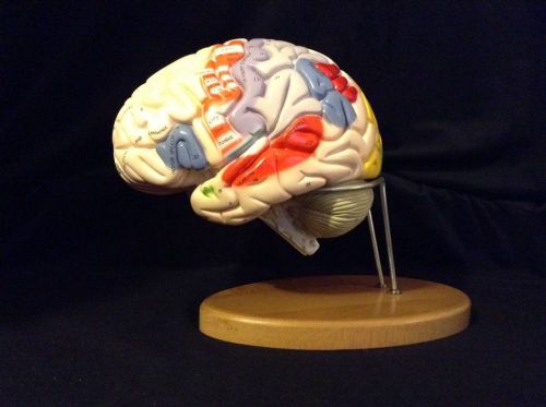 Denoyer Geppert - A72 Giant Functional Center Human Brain Anatomical Model A 72