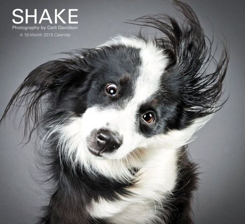 2015 SHAKE Dogs &amp; Puppies Photography by CARLI DAVIDSON Wall Calendar NEW SEALED