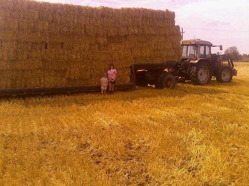 Small conventional barley straw bale