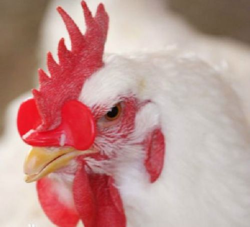 100PCS Creative Chicken Eyes Glasses Avoid Hen peck each other chicken farm