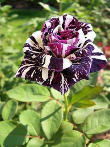 Fresh Rare BLACK DRAGON ROSE (10 Seeds) Beautiful Striped Roses..WOW!!!!!!