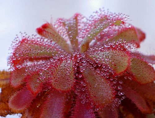 Fresh drosera aliciae (10+ seeds) carnivorous plant, l@@k!! for sale