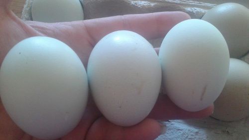 10+ BBS Ameraucana Hatching eggs