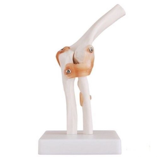 Professional life size human anatomical elbow joint anatomy medical teach model for sale