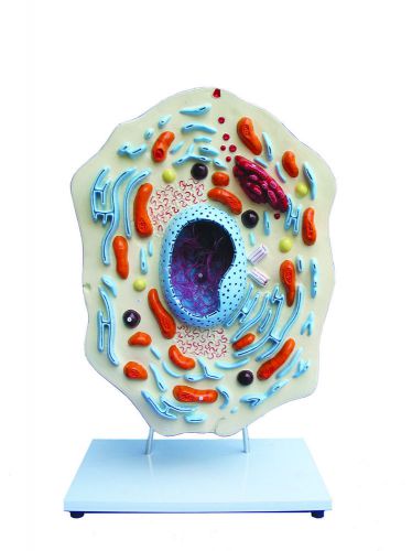 Walter Products B10505 Animal Cell Model