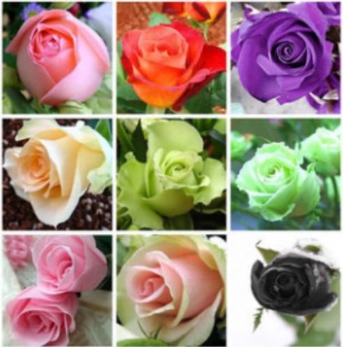 100pcs Mixed Color Rose Seeds Petals Plants Home Garden Flower