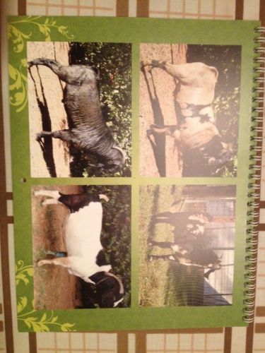 Boer Goat Calendar