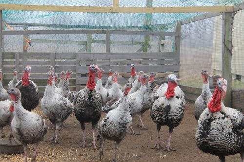 15 Narragansett Turkey Hatching Eggs SAME DAY COLLECT/ LIMITED TIME-FREE SHIP