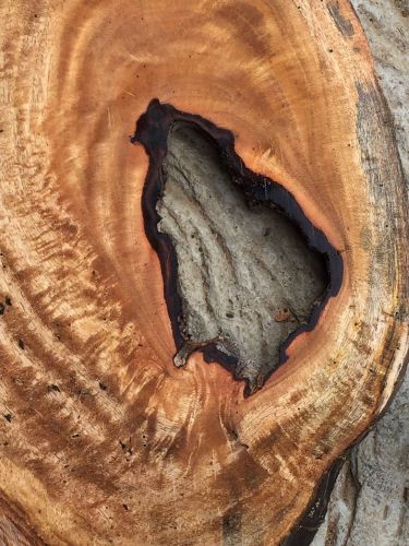 Curly spalted reclaimed hawaiian mango wood live edge 2@12-22&#034;x9-12&#034;x3/4-2&#034; for sale