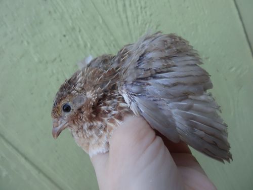 40+ ROUX DILUTE COTURNIX QUAIL HATCHING  EGGS