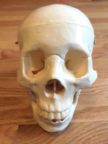 RARE UNUSUAL HUMAN SKULL ANATOMY MODEL REPLICA MOVEABLE JAW NICE!