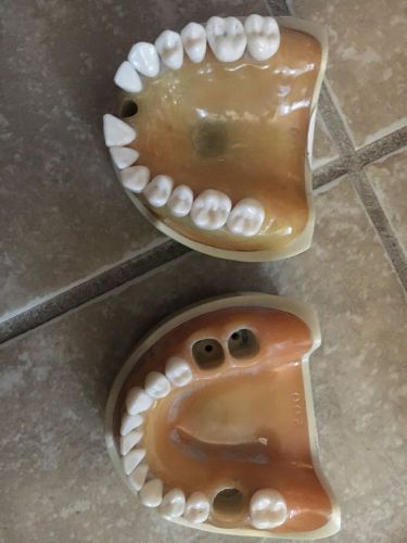 Nissin Kilgore Dental Typodont **Authentic** (Barely Used!)