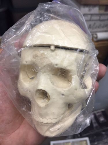 Anatomy Skull