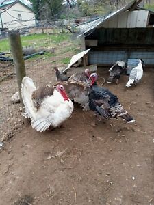 6+ Mixed Turkey Fertile Hatching Eggs
