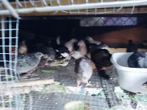 quail hatching eggs for sale(25)..12 free eggs