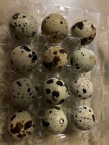 Coturnix quail hatching eggs for sale