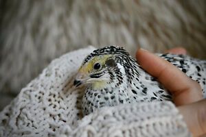 Rare Feathering Coturnix Quail hatching eggs (NPIP Certified)
