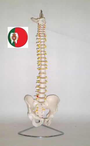 Professional Medical Anatomical model Vertebral Column w/ Pelvis IT-007A ARTMED